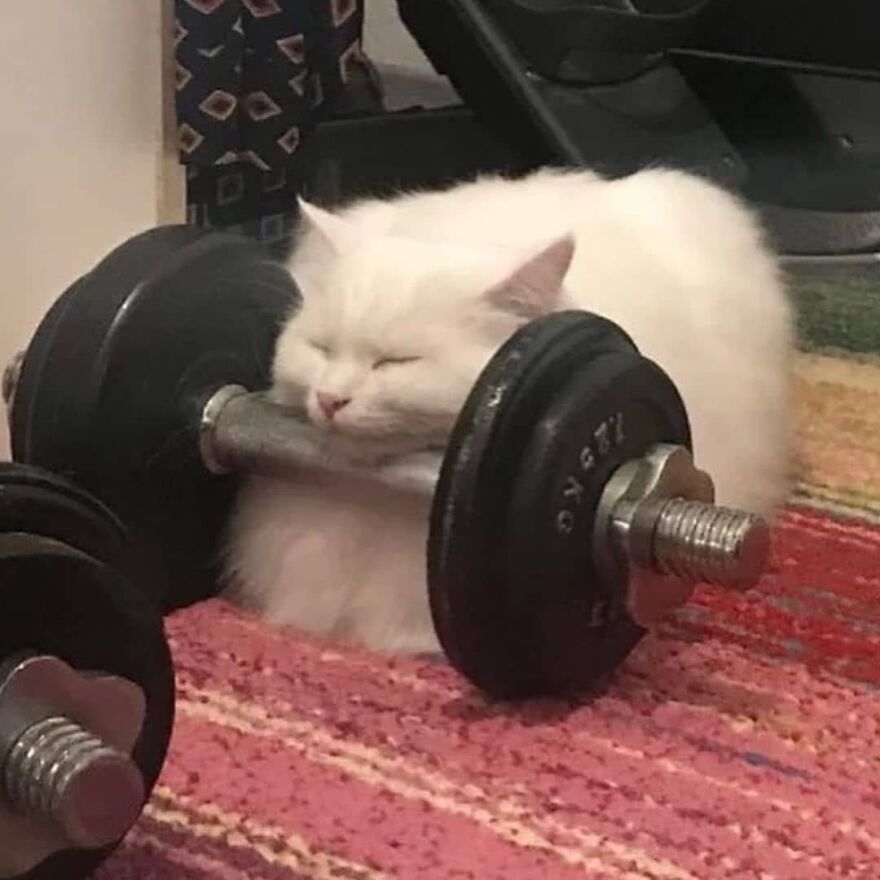 do you even nap bro?
