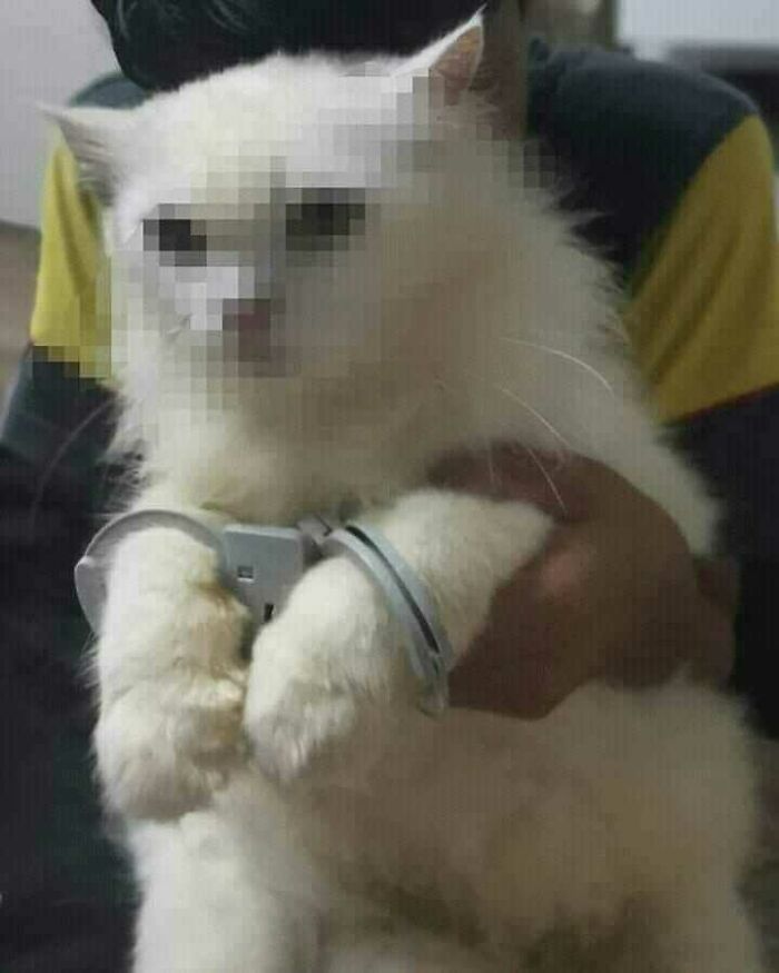 what did he do?