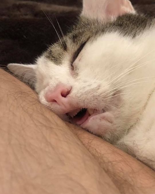 teef