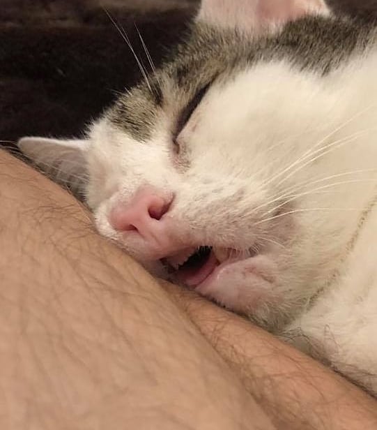 'Cat.Exe Has Stopped Working': This IG Account Collects Hilarious Images Of Broken Cats (50 Pics)