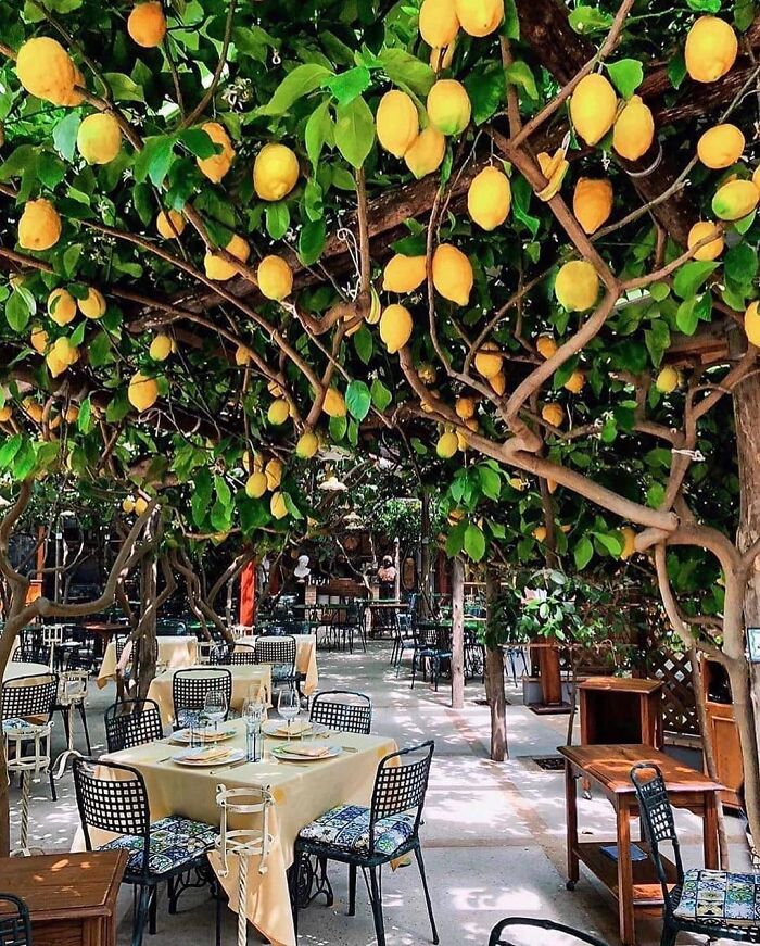 Dining Under The Lemon Trees
