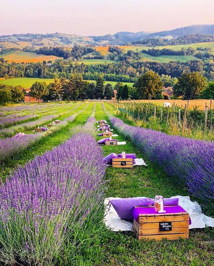 Dinner In A Lavender Field