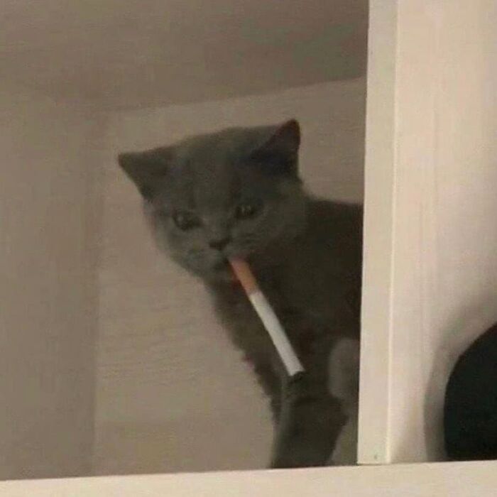 lil rebel