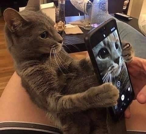 feline cute, might delete it later