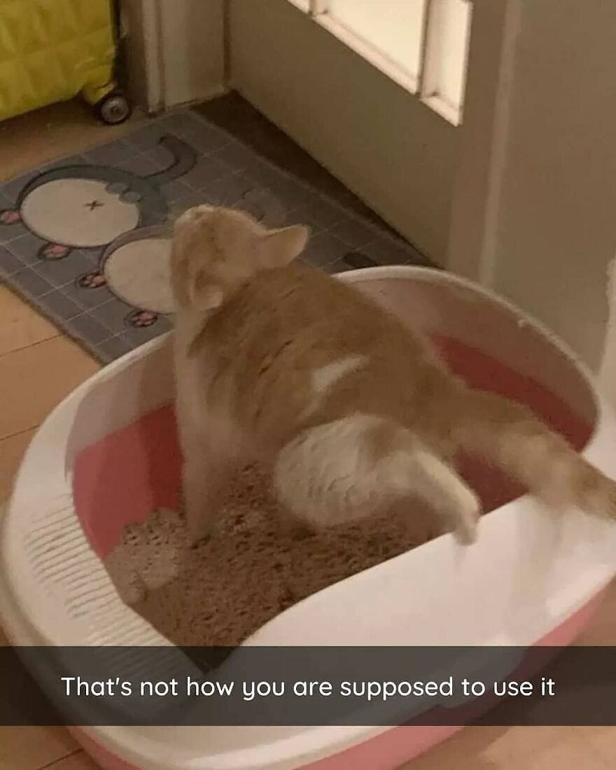 who buys a carpet like this?