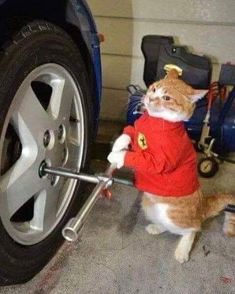 professional