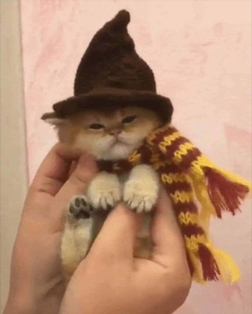 look at this distinguished gentleman