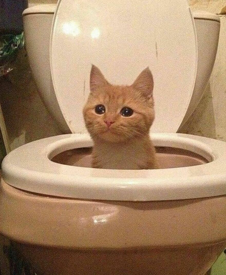 noo don't flush him