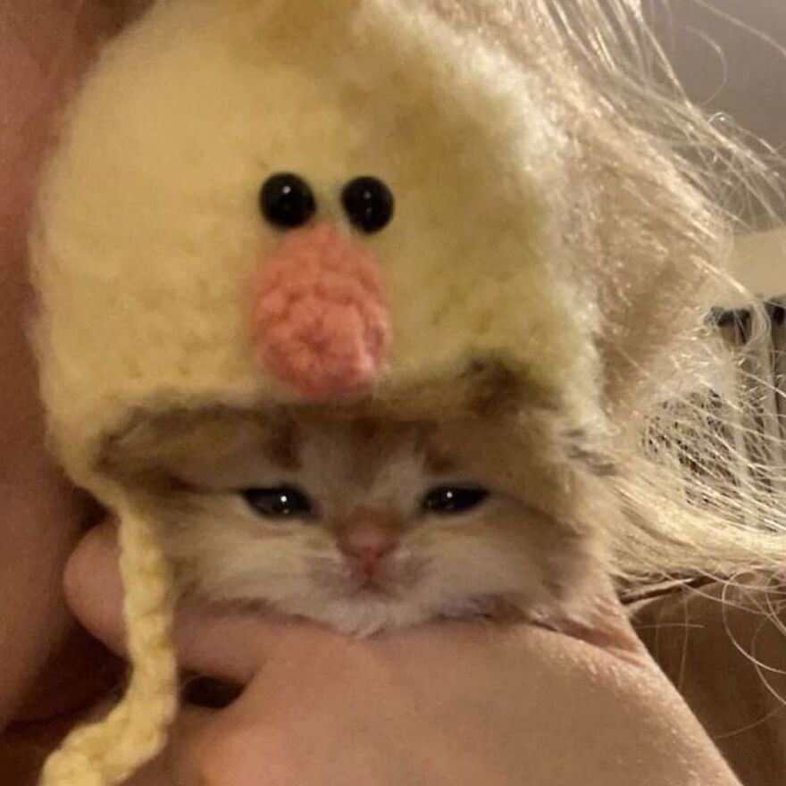 don't be mean to him. he's just a 🐥 don't be mean to him. he's just a 🐥