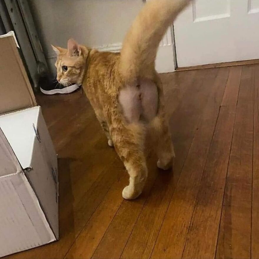 stop looking, perv