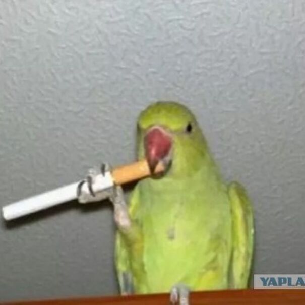 if it flies it spies