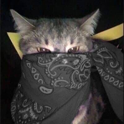 rebel