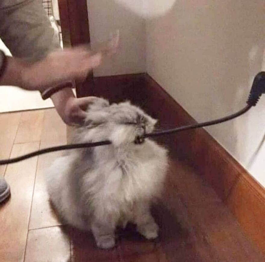 chomp
