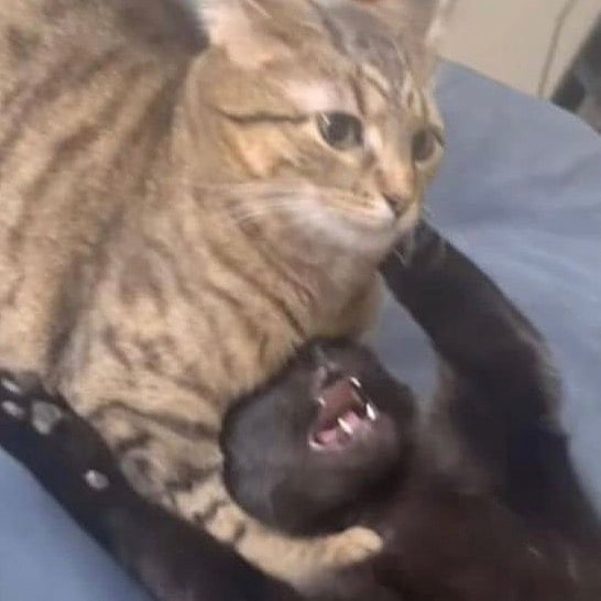the weak should fear the strong