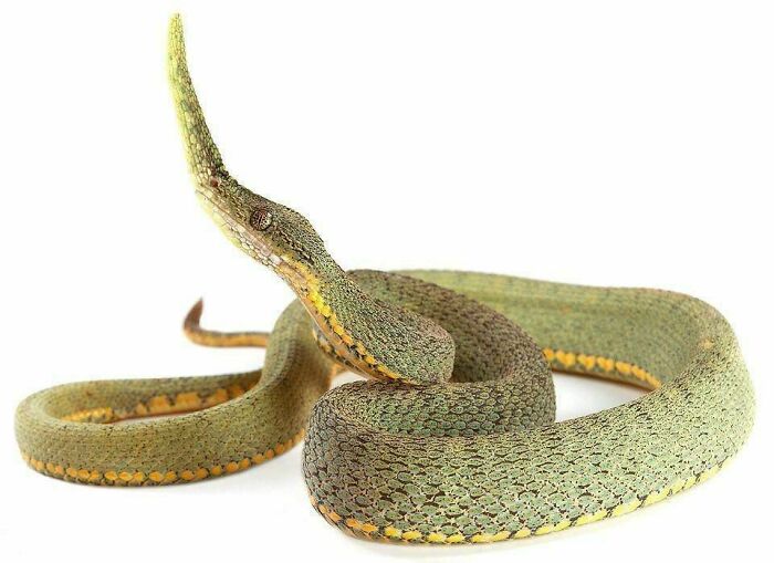 Leaf Nosed Snake