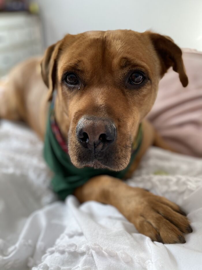 Close-up of a brown dog lying on a bed with a focus on its face and paw, capturing a calm and detailed moment.
