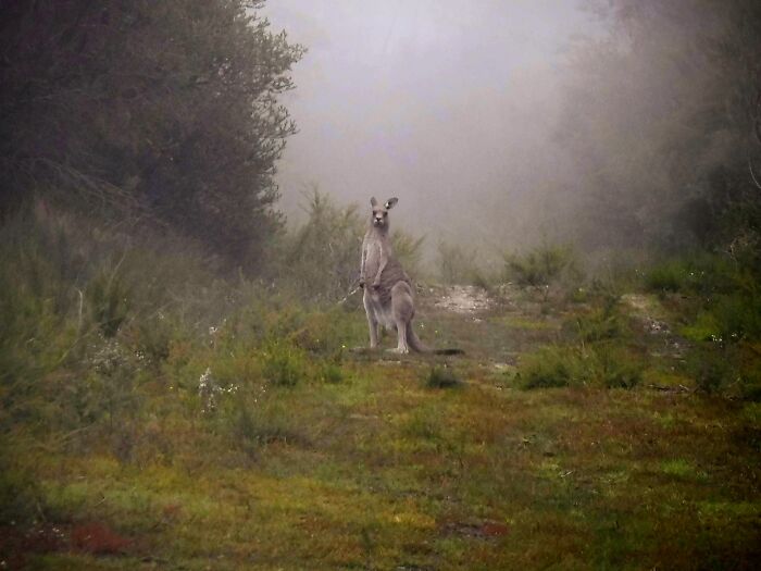 Lil Grey Roo In Heavy Mist Touched Up A Little