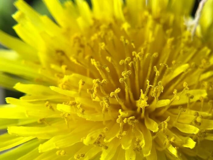 Dandelions Are Some Of My Favorite Underdogs