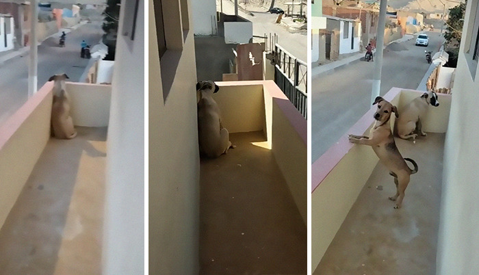Dog With Separation Anxiety Patiently Waits For His Owner All Day, Often Until Nightfall