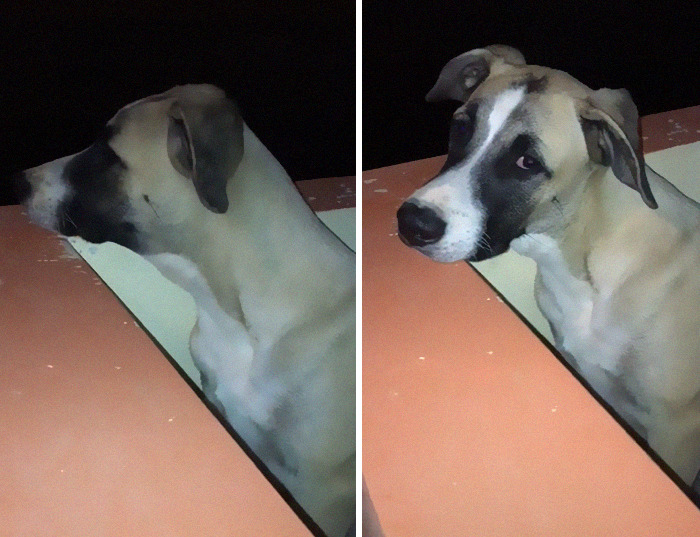 Este perro tiene ansiedad por separación, y espera pacientemente a su dueño todo el día hasta el anochecer