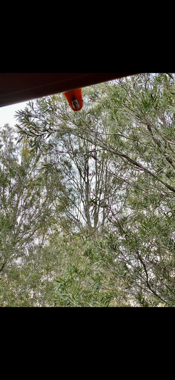 Every Now And Then We Have A King Parrot That Comes And Says Hello 😄