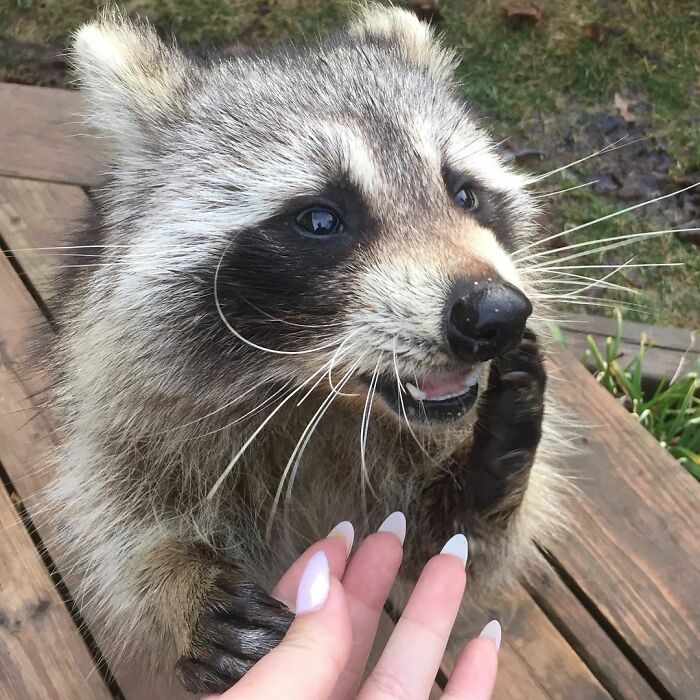 Women Save A Raccoon's Life, He Keeps Coming Back To Them After Three Years
