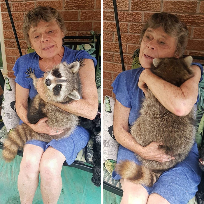 Women Save A Raccoon's Life, He Keeps Coming Back To Them After Three Years