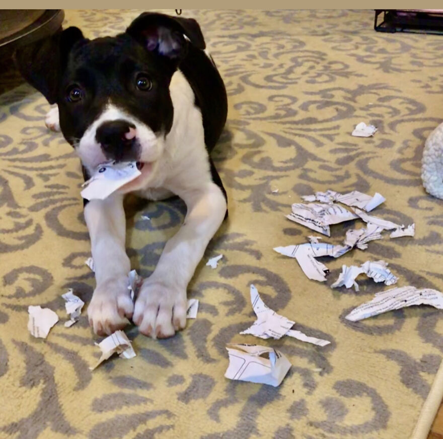 “The Dog Ate My Homework!”
