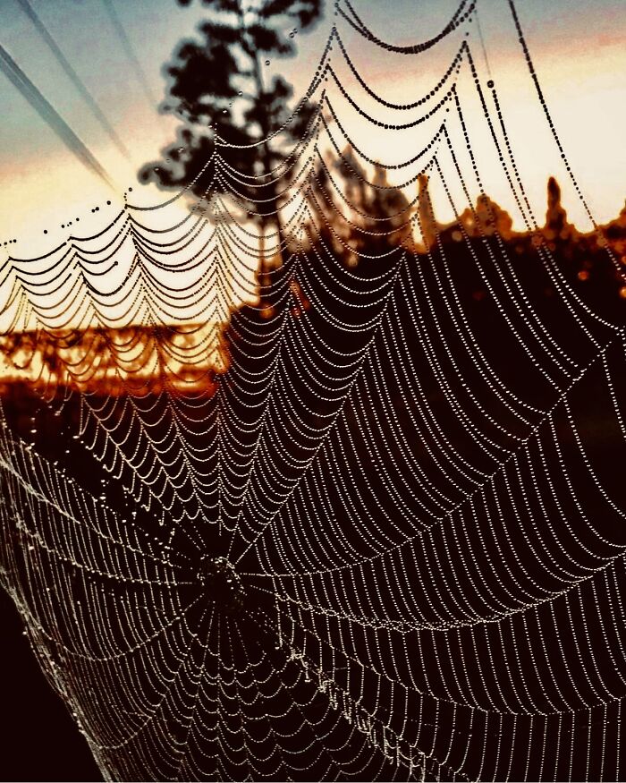 Nature’s Lace