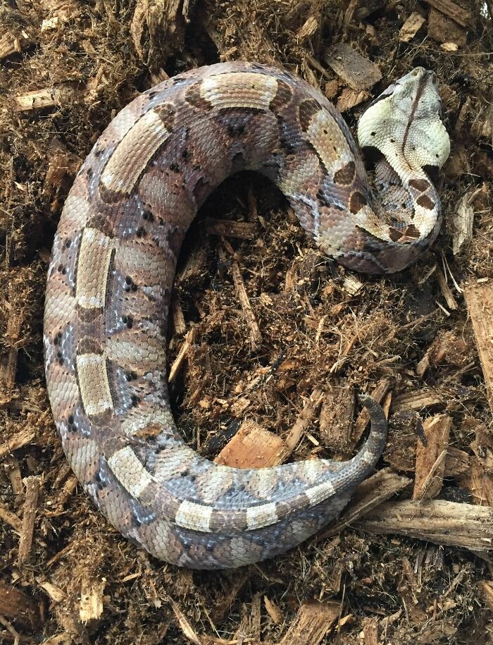Gaboon Viper