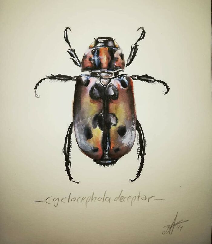 I Love Bugs, So I Drew This One 😁