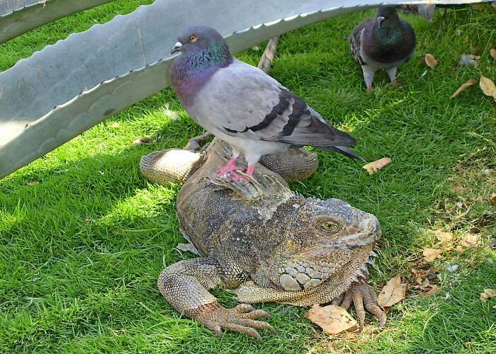 The Relation Between Pigeons And Iguanas Is Guayaquil, Ecuador.