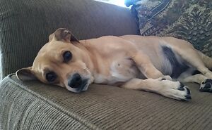 Hey Pandas, Show Me A Picture Of Your Rescue Pet