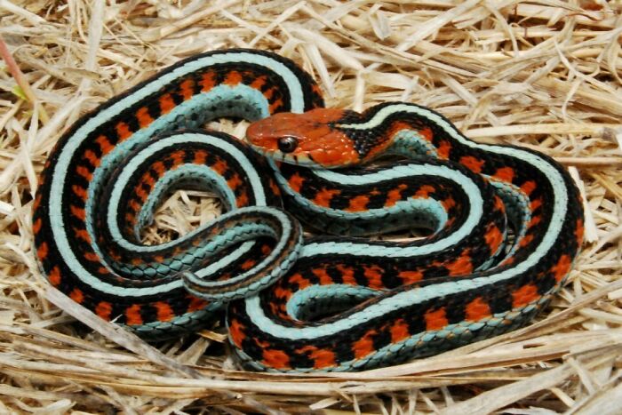 California Red-Sided Garter Snake