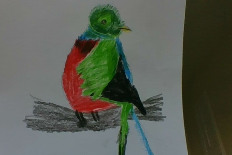 I Draw Birds And Here Are The Best Ones.
(7 Pics)