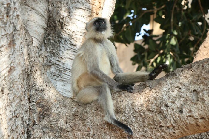 Grey Langur In A Moment Of Rest