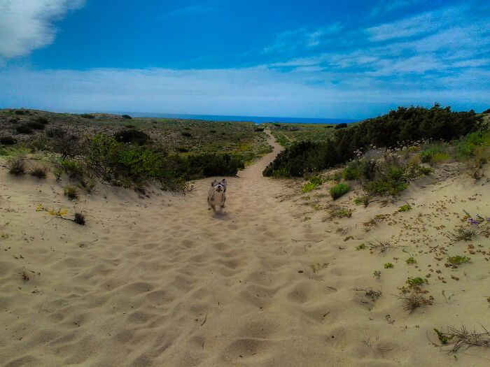 Stitch And The Dunes - Peniche, Portugal