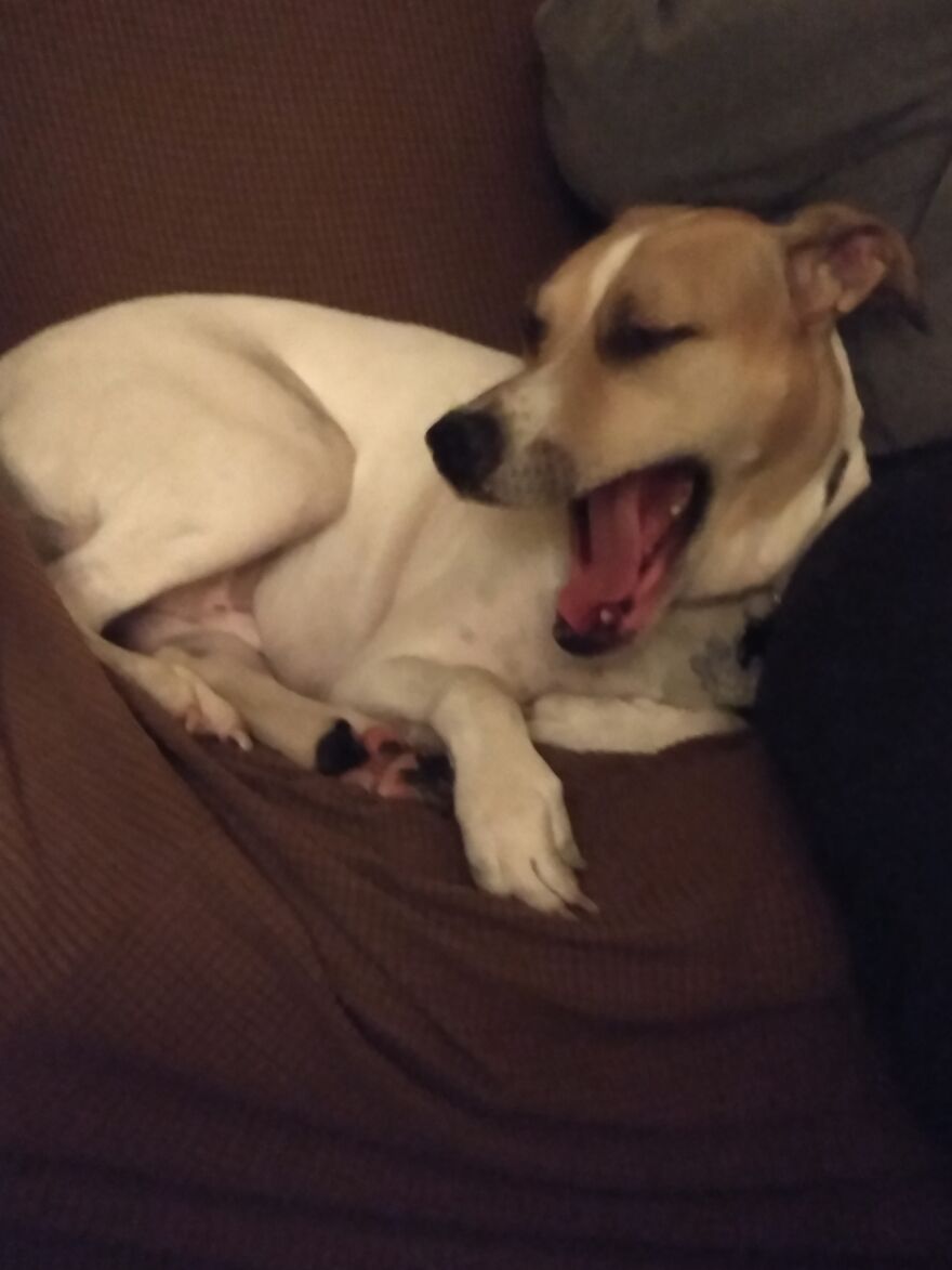 Perfectly Timed Yawn. This Is Buddy, He Just Turned 9 Today, June 30, 2021.
