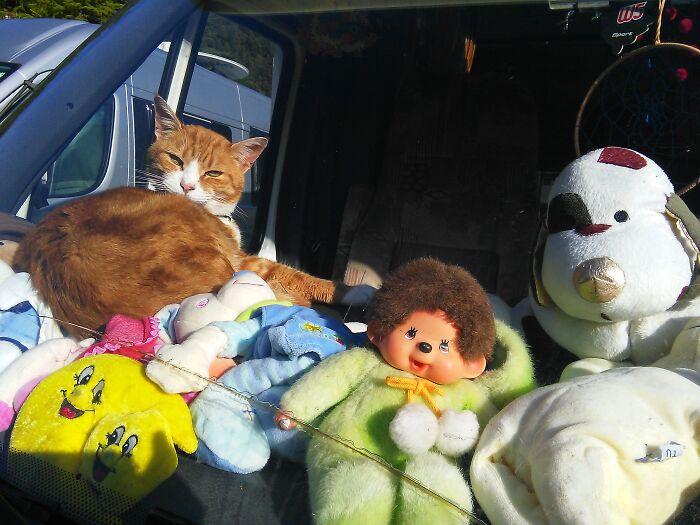 Neighbouring Caravan's Cat