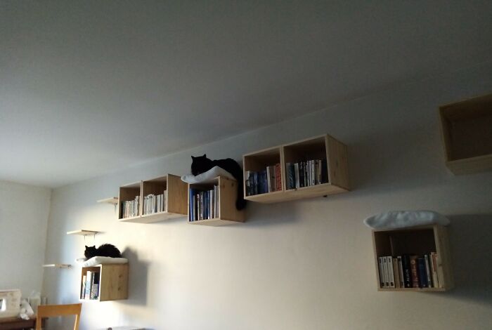 Our Book Shelves Double As Cat High Way. More Books Were Added Later