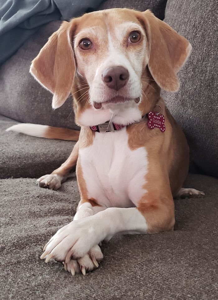 Goldie Rescued December ,2015. Prettiest Beagle Girl!