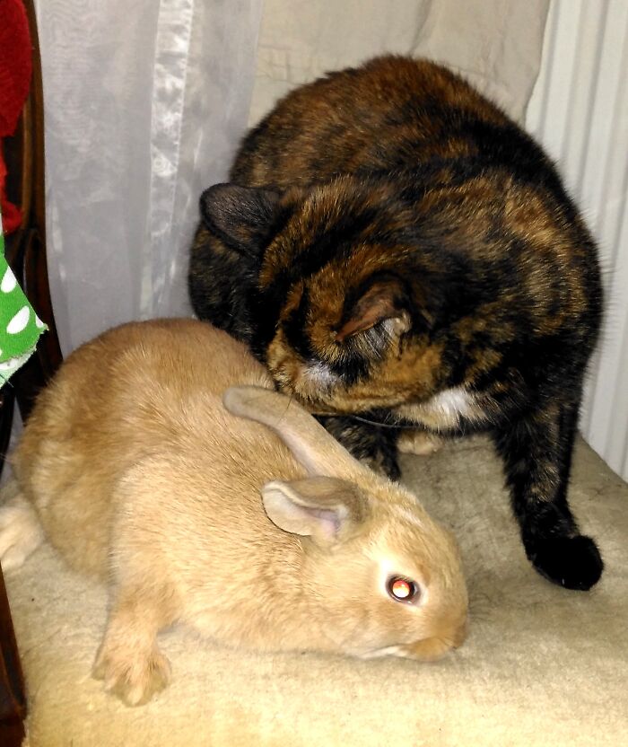 Sas Became A Protective Bunny Mum To The Rabbits!