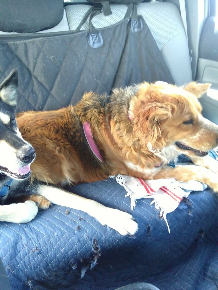 These Two Enjoying The Ride Home