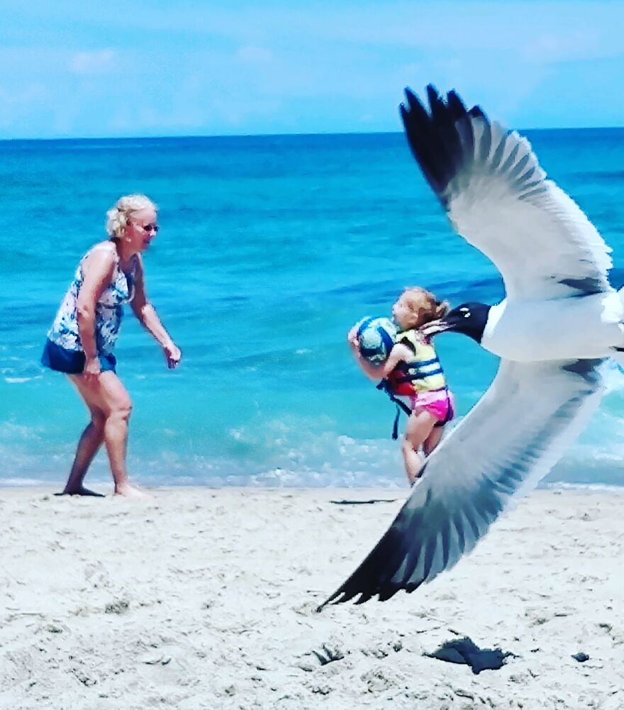 Jurassic Seagulls