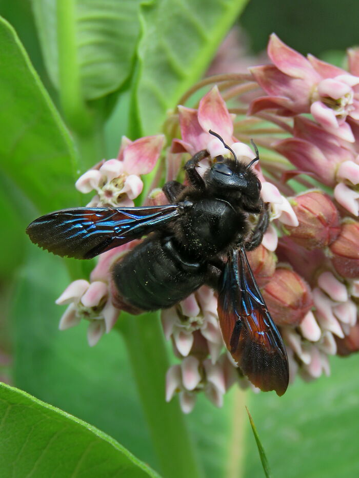 Carpenter Bee, Magically Beautiful And Huge :d