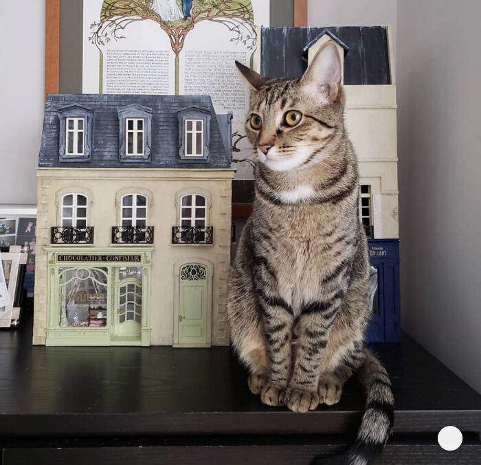 9 Cats Inside Dollhouses That Shake Things Up
