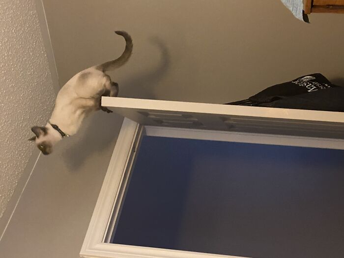 Been Trying To Find A Way To Get To The Ceiling Fan. Today He Discovered He Could Jump And Land On The Top Of The Door.