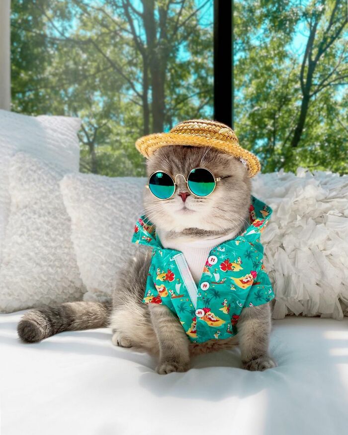Abandoned Cat Finds A New Home And Becomes An Instagram Sensation With Its Cute Outfits (30 Pics)
