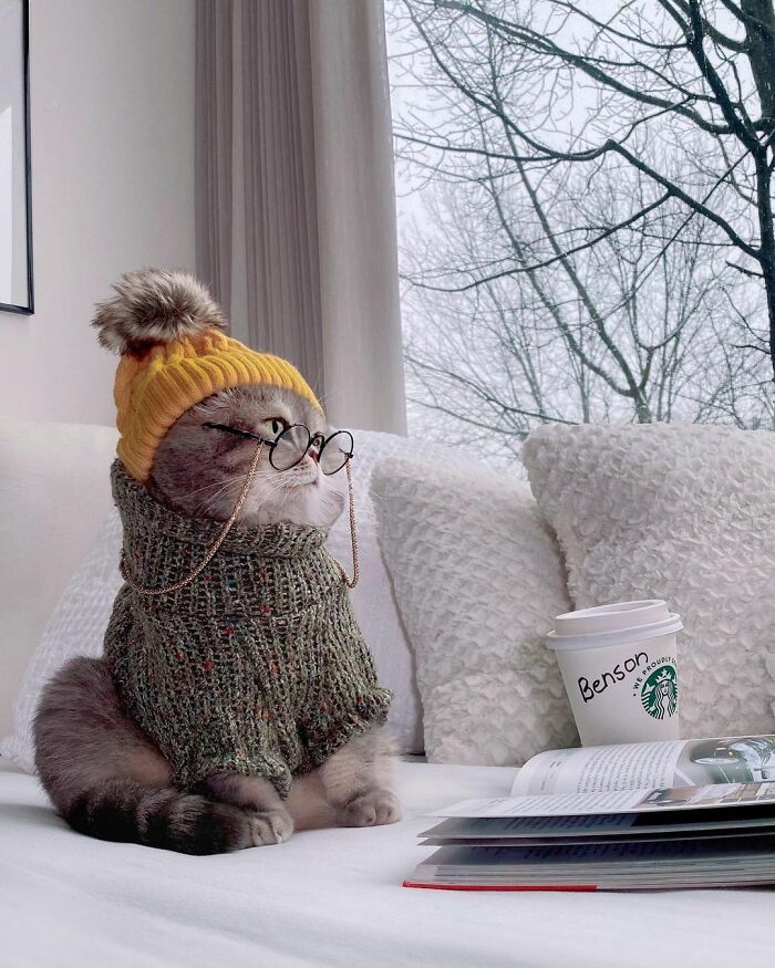 Abandoned Cat Finds A New Home And Becomes An Instagram Sensation With Its Cute Outfits (30 Pics)