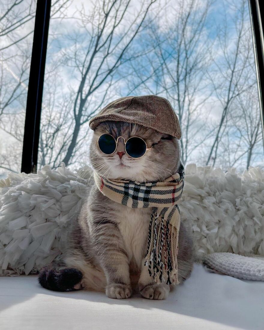 Conheça Benson, o gatinho abandonado por seus antigos proprietários e agora adorado por 170.000 seguidores no Instagram